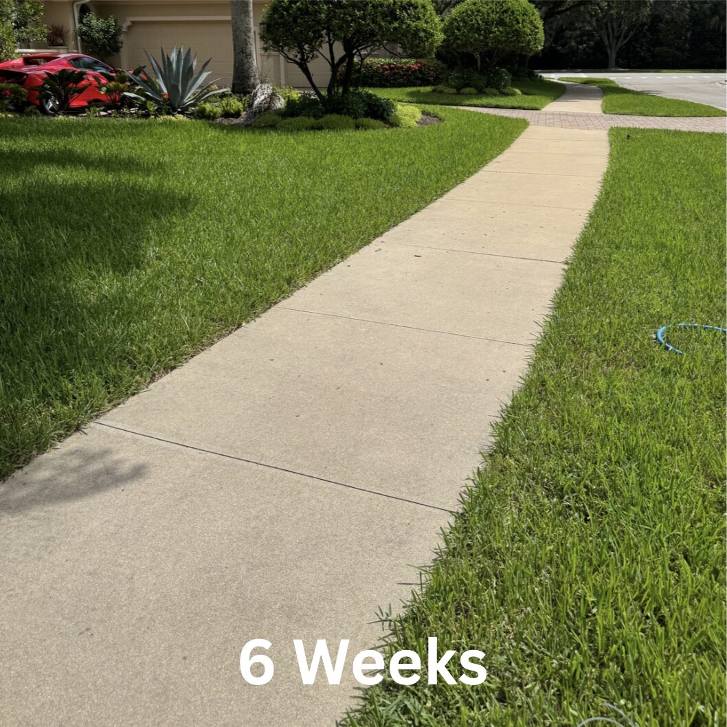 6 weeks after ECO Friendly wash treatment